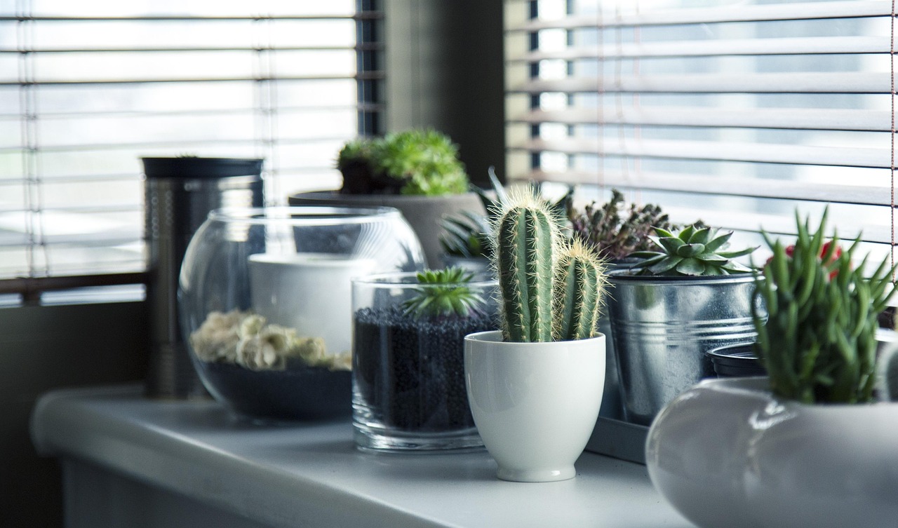Pots, plants, cactus — "Upgrade Your Home with Expert Window Replacement in Doral"